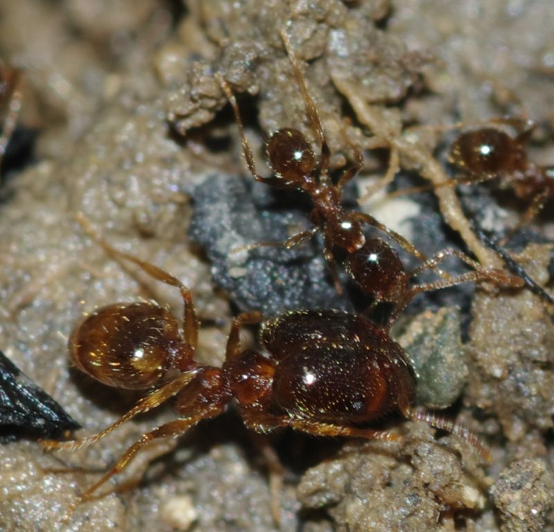 Pheidole pallidula scure